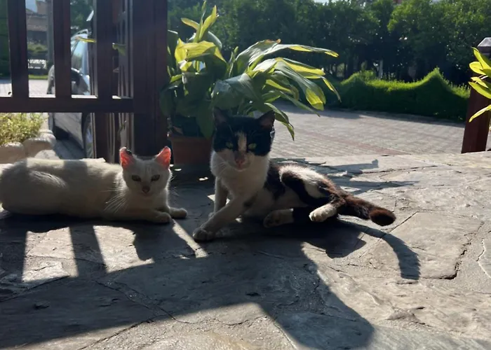 Kaceli Szálloda Berat